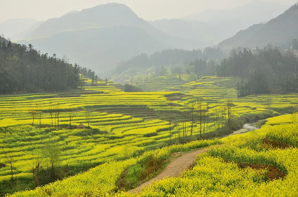 Luoping Rapeseed Fields (罗平油菜花海)