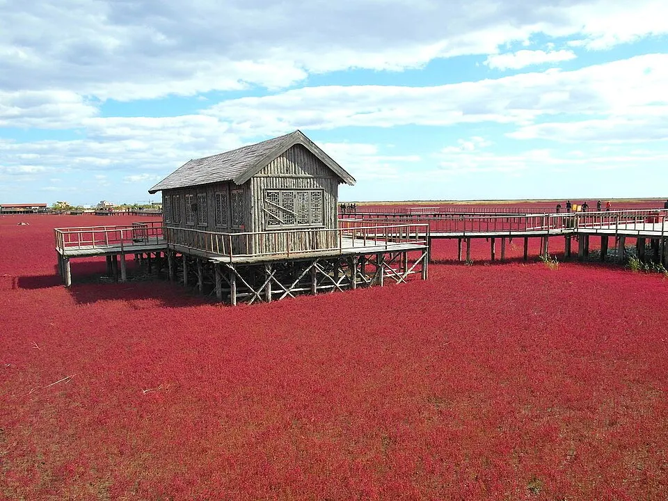 Panjin Red Beach (红海滩风景廊道)