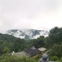 Old Tea Forests of Jingmai Mountain