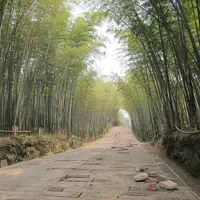 Shunan Bamboo Sea