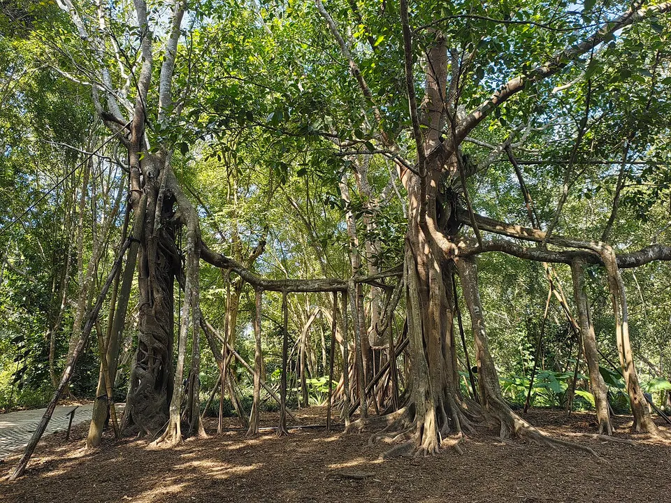 Xishuangbanna Tropical Botanical Garden (中国科学院西双版纳热带植物园)