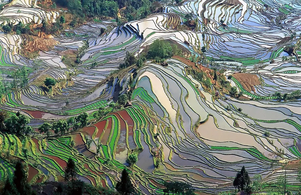 Yuanyang Rice Terraces (元阳梯田)