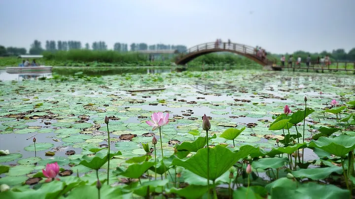 Baiyang Lake (白洋淀)