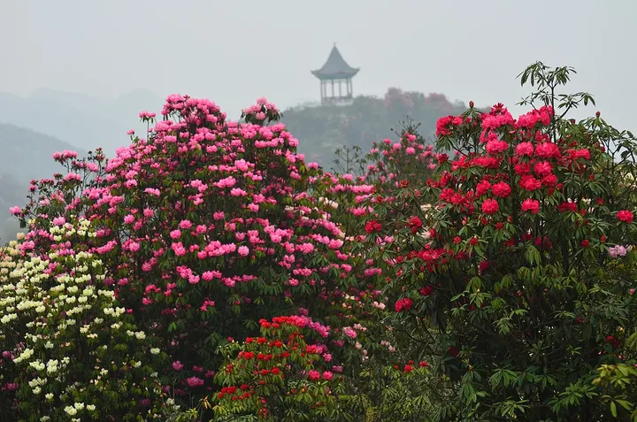 Baili Dujuan Rhododendron Forest (百里杜鹃)