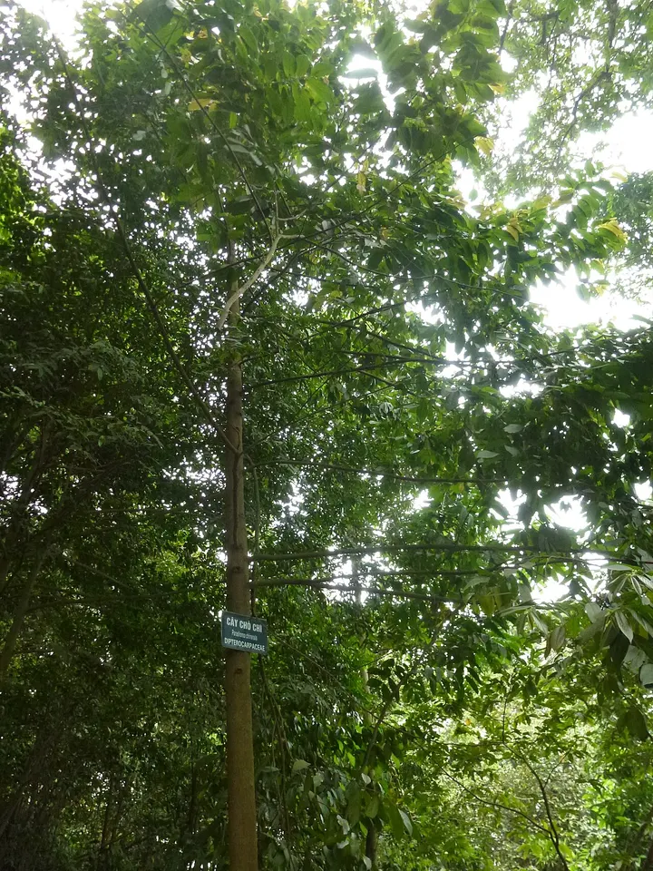 Wangtianshu Rainforest Scenic Area (望天树)
