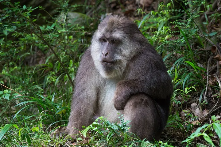 Tangjiahe National Nature Reserve (唐家河)