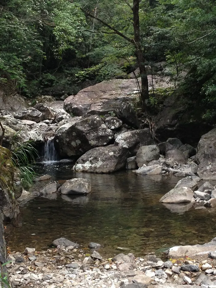 Wuyanling National Nature Reserve (乌岩岭)
